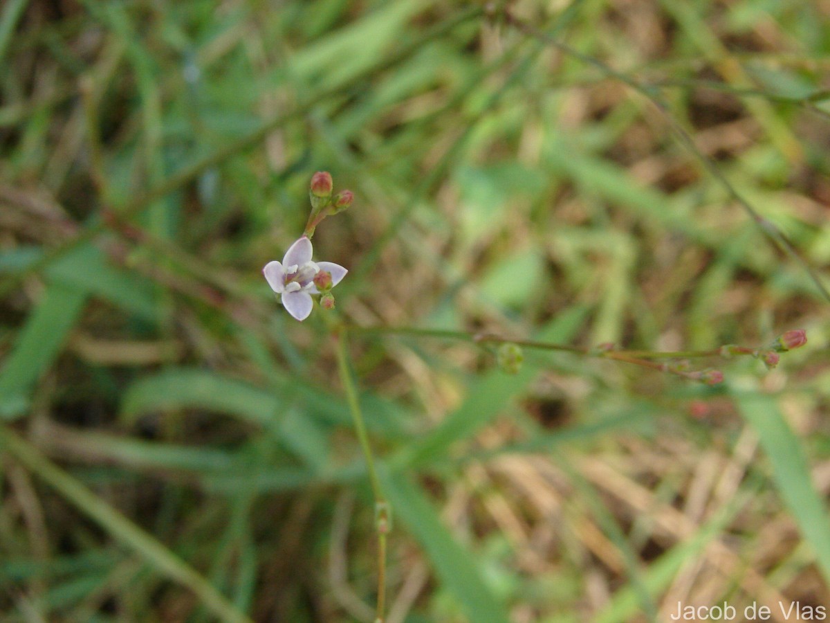 Oldenlandia stricta L.